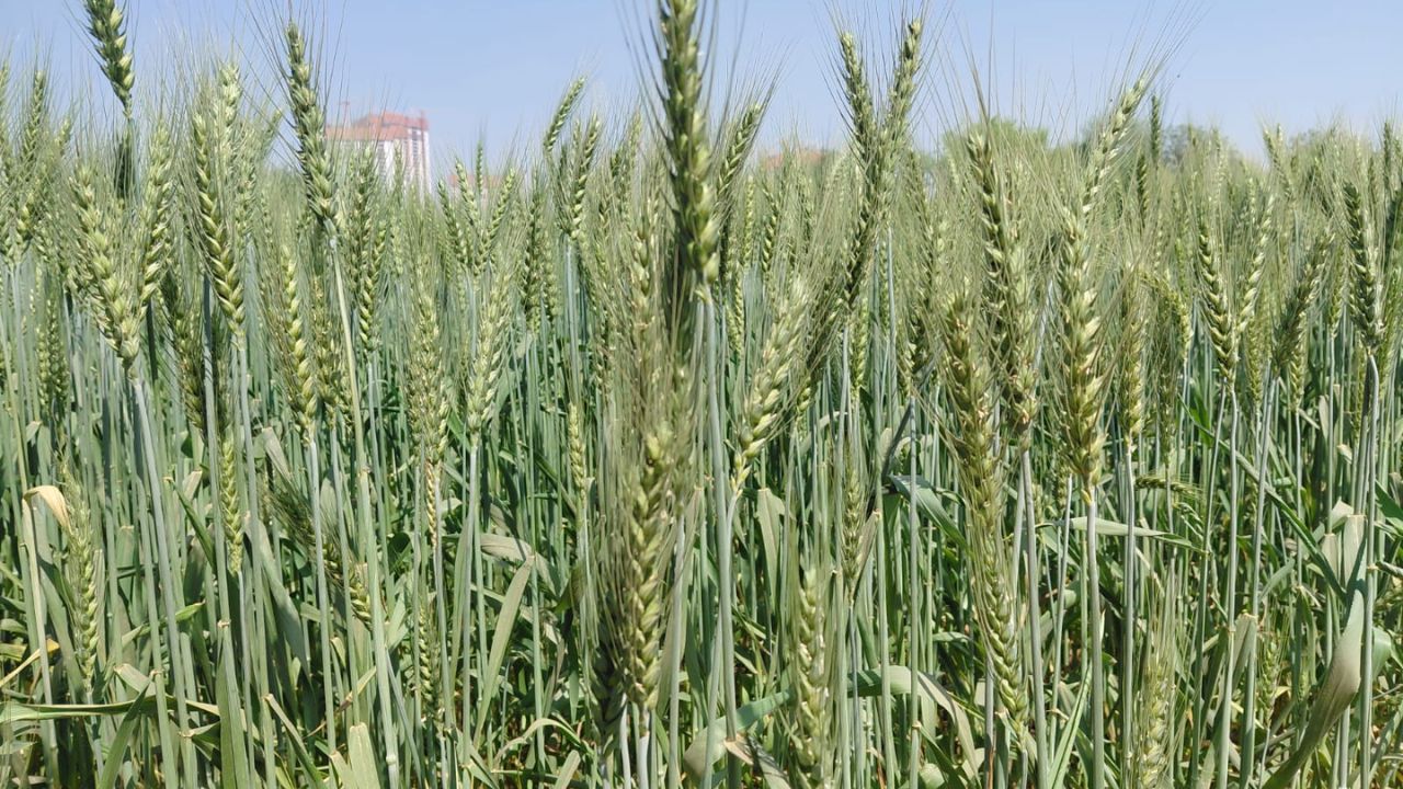मार्च की गर्मी से गेहूं को खतरा, सही छिड़काव और हल्की सिंचाई से किसान बचा सकते हैं फसल और उत्पादन