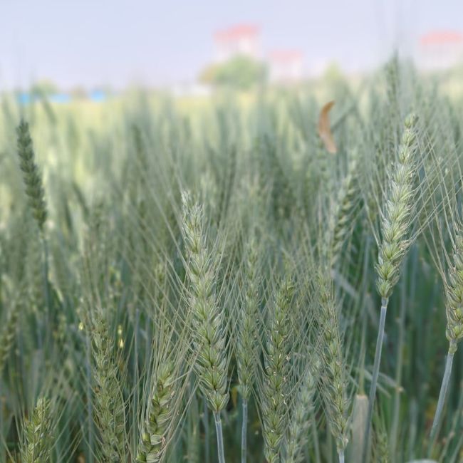 Wheat Crop, Heat Stress, Foliar Spray, Rabi Crop, Agriculture Advisory, Wheat Farming