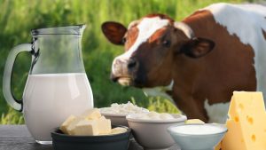 दूध की क्वालिटी बढ़ाने के लिए शेड में इस बात का जरूर ध्यान रखें किसान, पढ़ें पशुपालन विभाग के टिप्स दूध की क्वालिटी बढ़ाने के लिए शेड में इस बात का जरूर ध्यान रखें किसान, पढ़ें पशुपालन विभाग के टिप्स