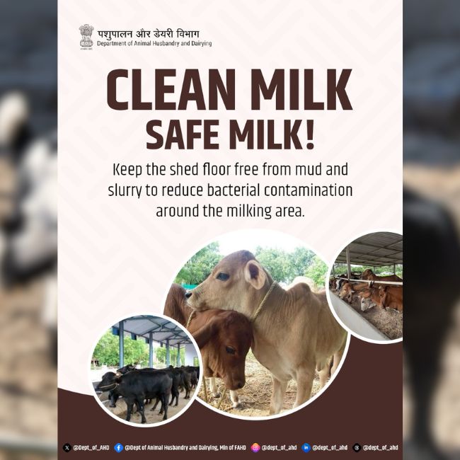 Clean Milk, Dairy Farming, Animal Husbandry