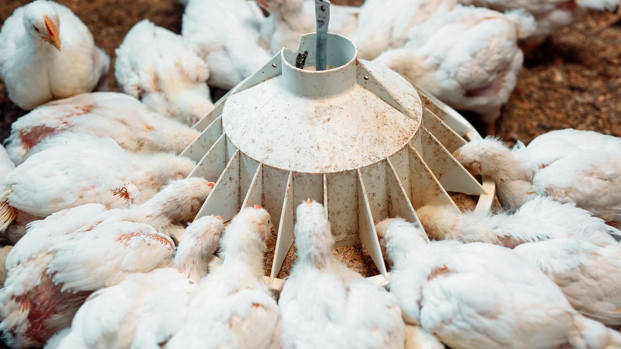 This How Dangerous Diseases Spread Poultry Farms Bihar Government Warns Poultry Farmers