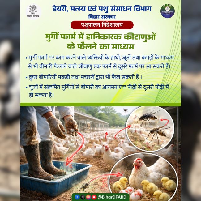 Poultry Farming, Poultry Diseases, Animal Husbandry, Farm Biosecurity, Poultry Health, Poultry Management