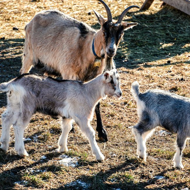 Integrated Farming, Dairy Farming, Goat Farming, Livestock Management, Farmers Income, Animal Husbandry