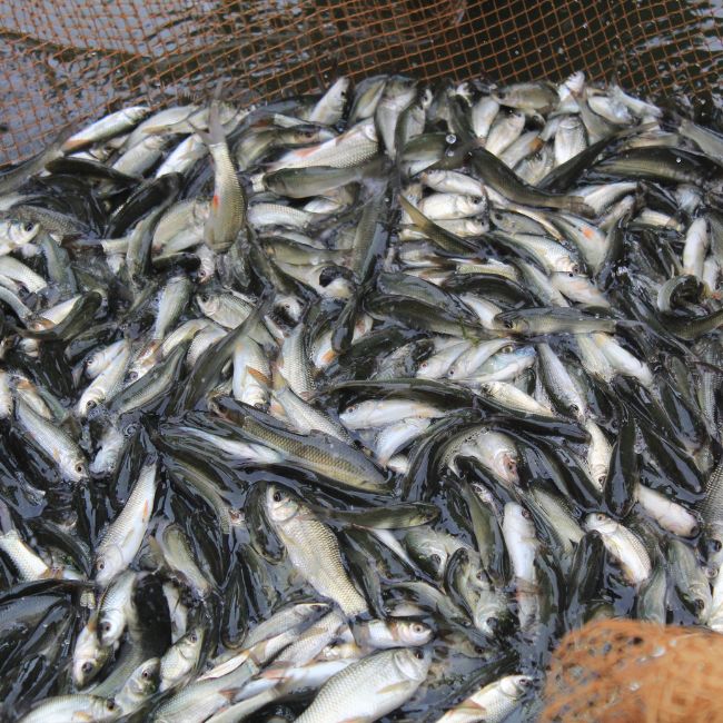 Fish Farming, Fresh Fish Market, Fisheries Department