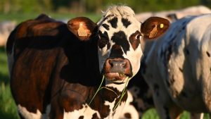 डेयरी सहकारी समितियों से बदल रही गांवों की तस्वीर, दूध बेचकर किसानों को मिल रही सही कीमत और बढ़ रही आय