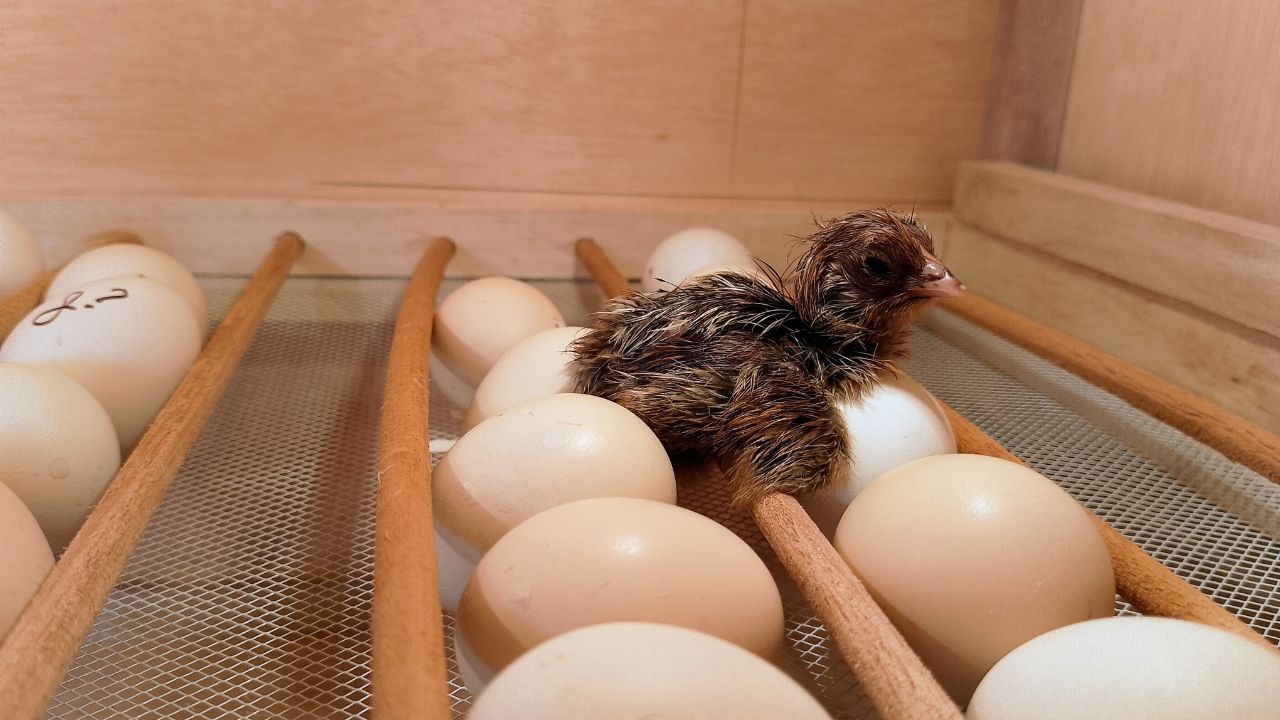 अंडा और चूजे का कारोबार शुरू करने से पहले जान लें ये जरूरी नियम, छोटी गलती भी करा सकती है भारी नुकसान