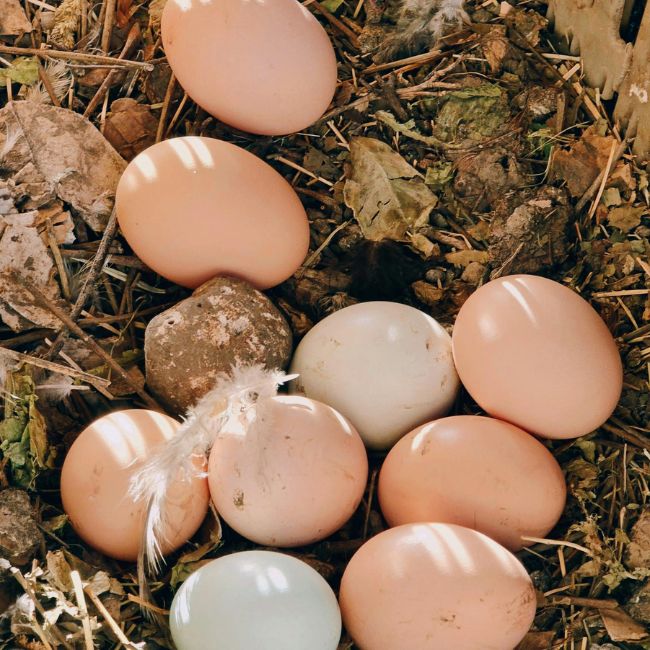 Poultry Farming, Hatchery Business, Chick Production, Egg Incubation, Poultry Management