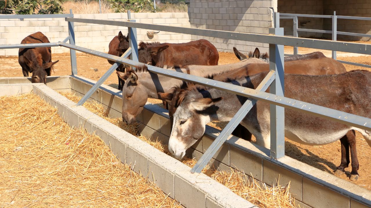 Quit Your Job And Start Donkey Farming Government Offering Up 50 Lakh Rupees In Aid Learn How Take Advantage Scheme