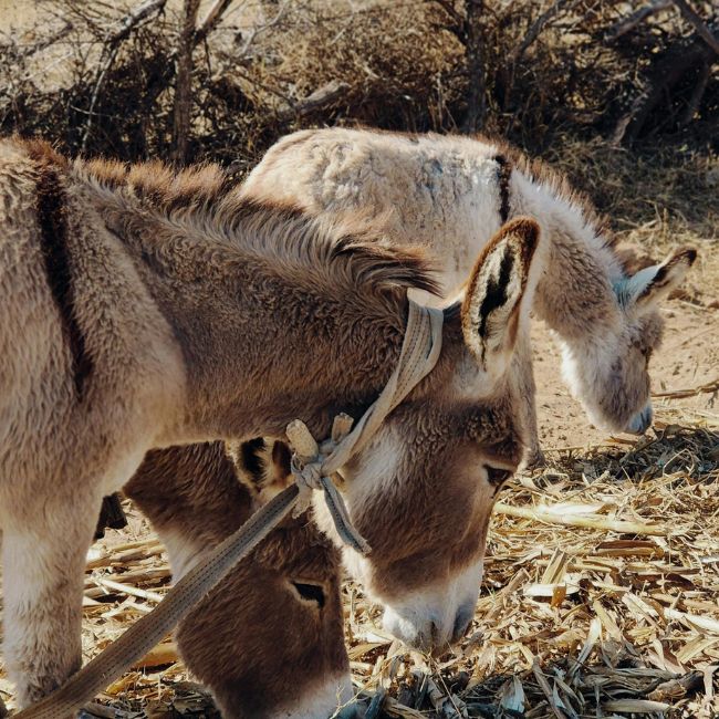 Donkey Farming, National Livestock Mission, Animal Husbandry, Livestock Farming, Government Subsidy