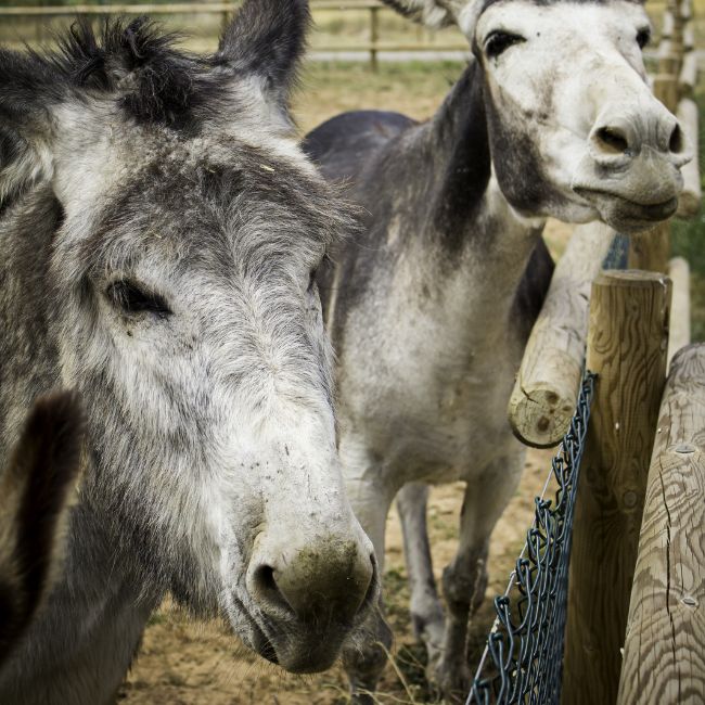 Donkey Farming, National Livestock Mission, Animal Husbandry, Livestock Farming, Government Subsidy