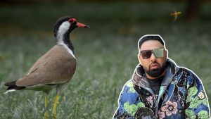 रैपर बादशाह के विवादित गाने से चर्चा में आया टिटहरी पक्षी, गांवों में इसके घोंसले से लगाते हैं बारिश का अंदाजा!