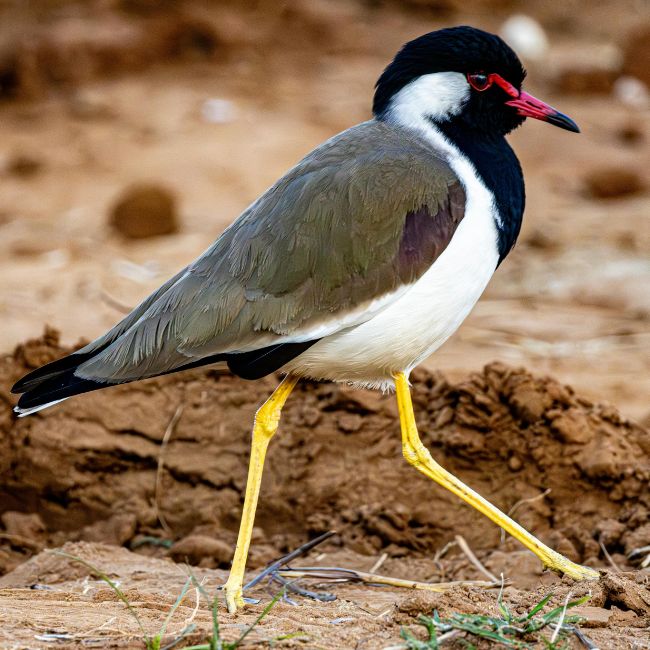 Titahri Bird, Rain Prediction, Badshah Song Controversy, Weather Forecast, Rural Tradition, Monsoon Prediction