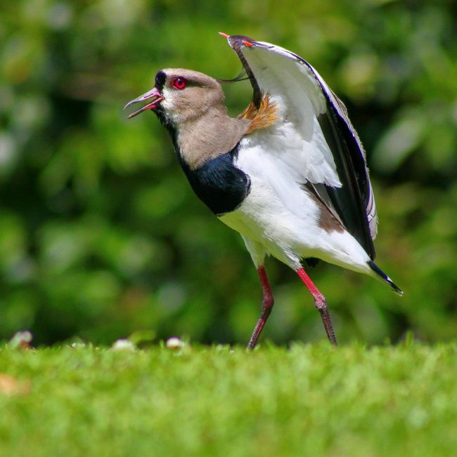 Titahri Bird, Rain Prediction, Badshah Song Controversy, Weather Forecast, Rural Tradition, Monsoon Prediction, Badshah Tatiri song
