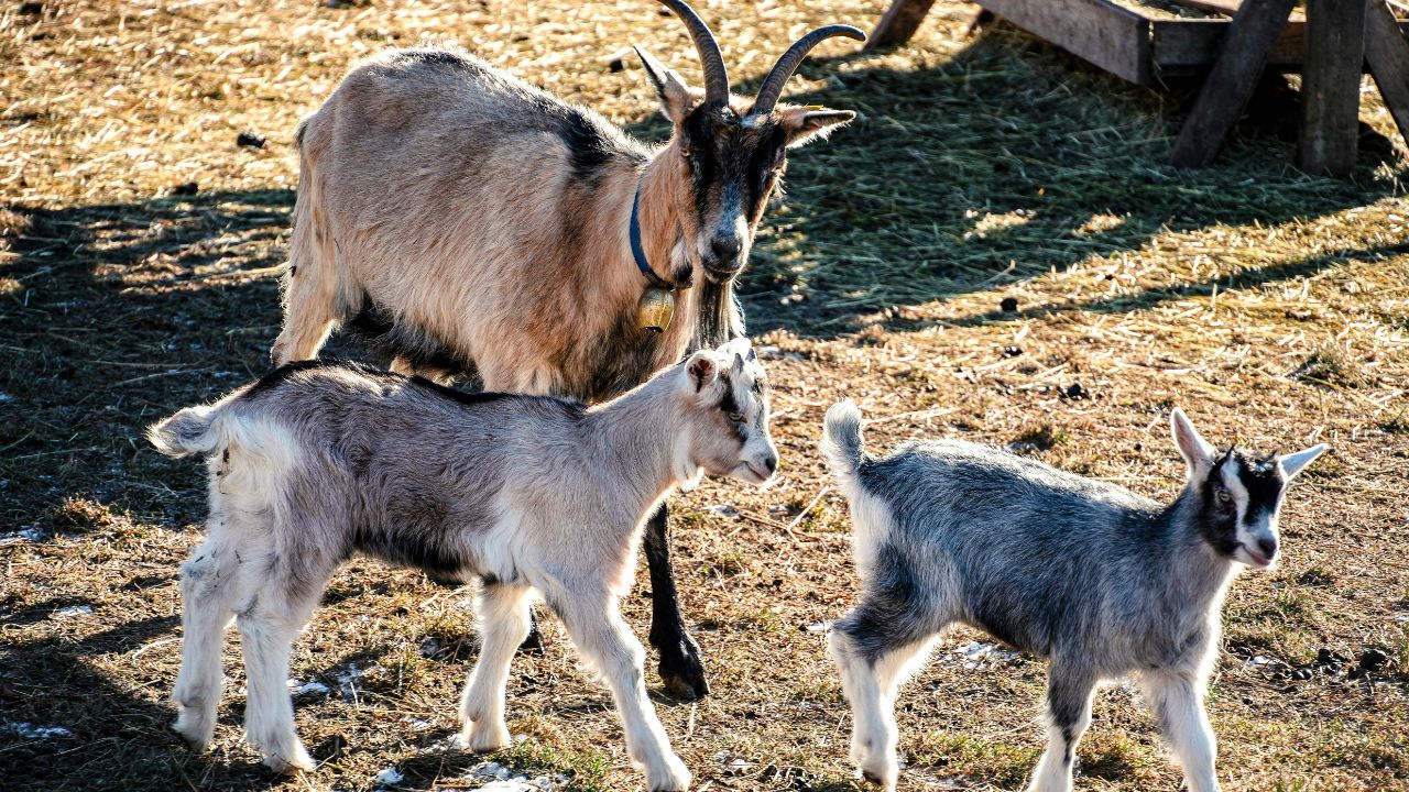Before Buying Goat Recognize These Simple Signs Healthy Goat Otherwise You Could Suffer Huge Losses