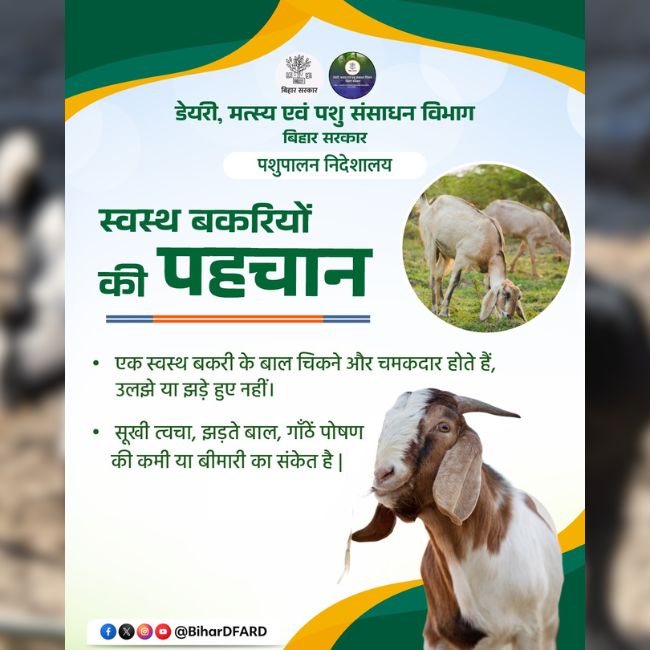 Goat Farming, Animal Health, Livestock Management, Goat Care, Animal Husbandry, Healthy Goat