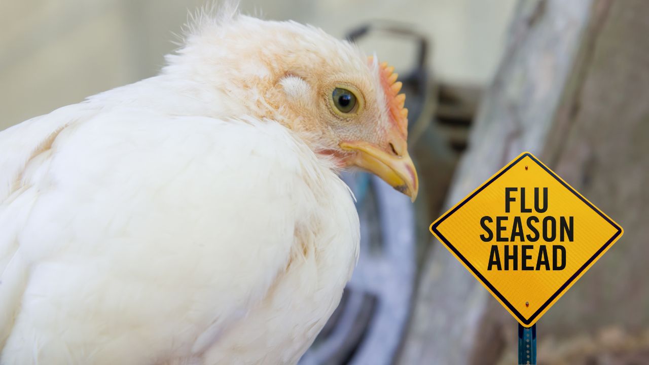 बिहार में बर्ड फ्लू को लेकर पशुपालन विभाग का अलर्ट, मुर्गी पालकों को दी खास सावधानी बरतने की सलाह