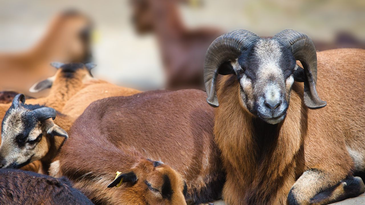 Goat Pox Disease: बकरियों में तेजी से फैलती है चेचक बीमारी, इन लक्षणों से पहचानें और तुरंत कराएं टीकाकरण