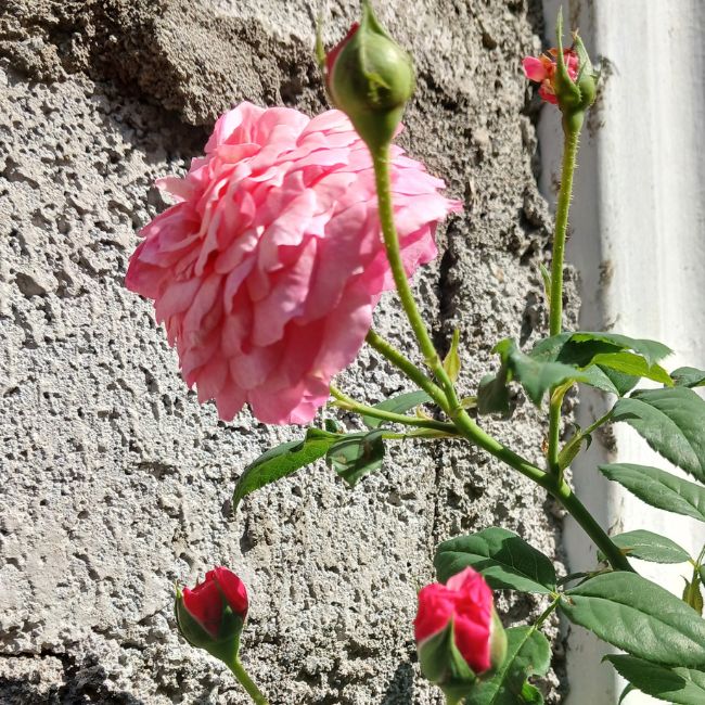 Rose Plant, Gardening Tips, Rose Care, Home Gardening, Flower Gardening, Rose Plant Care