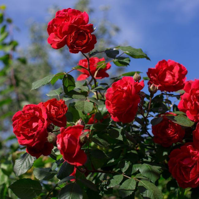 Rose Plant, Gardening Tips, Rose Care