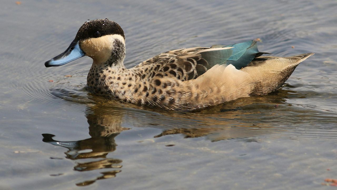 After 26 Years Rare Baikal Teal Bird Seen In Ghana Bird Lovers Are Reaching See Colorful Duck
