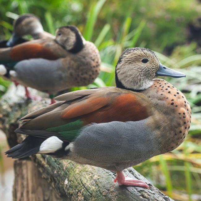 Baikal Teal, Migratory Bird, Keoladeo National Park, Bird Watching, Rare Duck, Wetland Birds