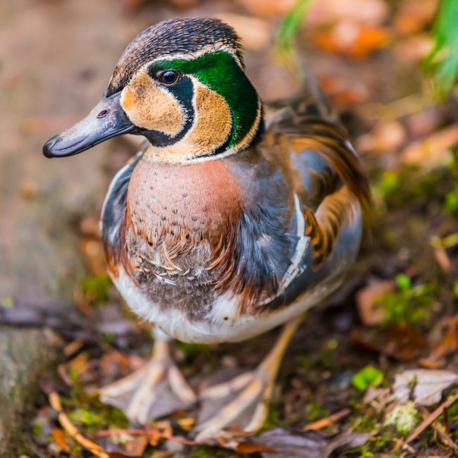 Baikal Teal, Migratory Bird, Keoladeo National Park, Bird Watching, Rare Duck, Wetland Birds