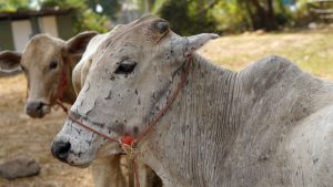 Cattle Disease: गर्मी में पशुओं पर बढ़ा लंपी वायरस का खतरा, ये लक्षण दिखें तो तुरंत कराएं इलाज Cattle Disease: गर्मी में पशुओं पर बढ़ा लंपी वायरस का खतरा, ये लक्षण दिखें तो तुरंत कराएं इलाज