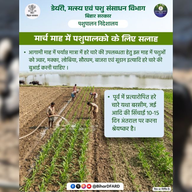 Green Fodder, Fodder Farming, Animal Husbandry