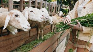 बकरी खरीदते समय इन बातों का रखें ध्यान, ऐसे करें हेल्दी और बीमार मवेशी की पहचान बकरी खरीदते समय इन बातों का रखें ध्यान, ऐसे करें हेल्दी और बीमार मवेशी की पहचान