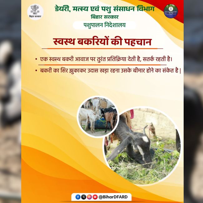 Goat Farming, Healthy Goat, Livestock Management, Goat Health, Animal Husbandry, Goat Farming Tips