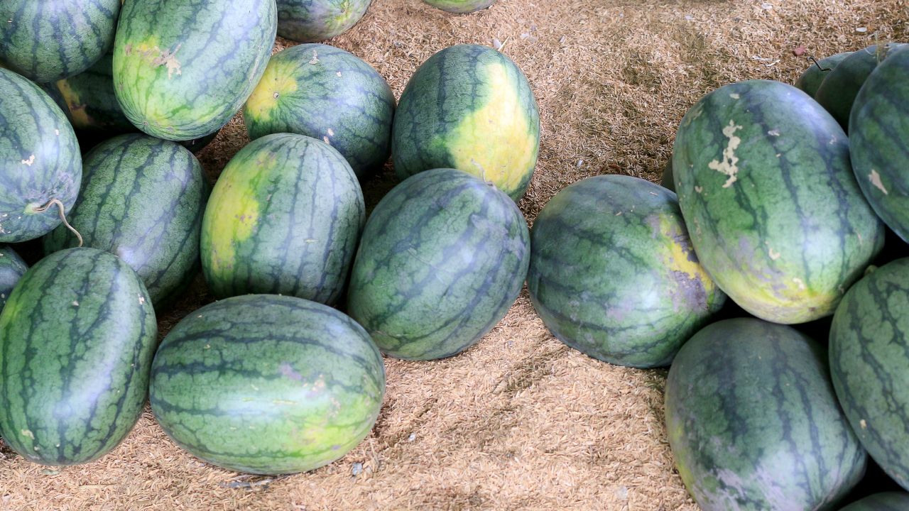 Melon Ready In Just 90 Days Farmers Can Earn Profit Of Up To 70 80 Thousand Rupees At Low Cost
