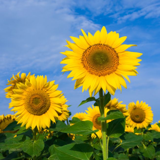 Sunflower Farming, Oilseed Crop, Farmer Income, Crop Rotation, Agriculture Tips