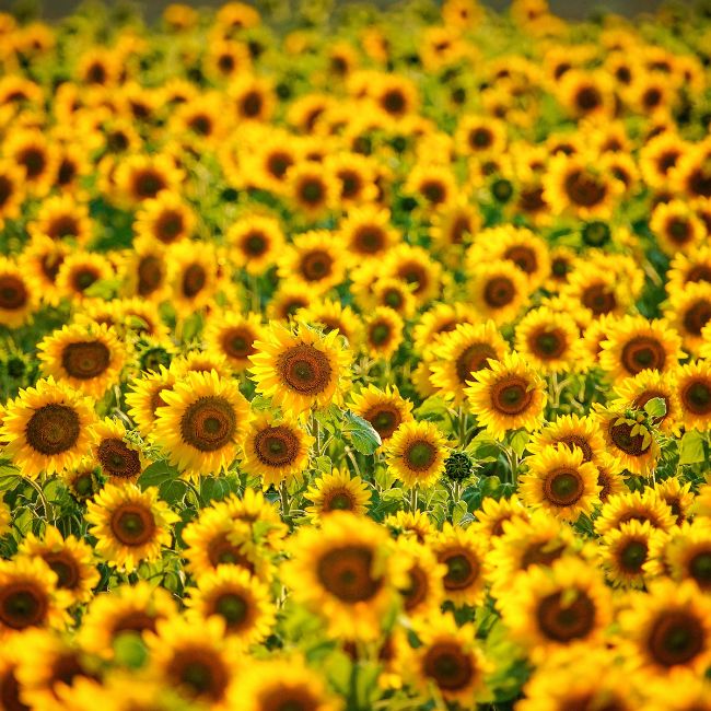 Sunflower Farming, Oilseed Crop, Farmer Income, Crop Rotation, Agriculture Tips
