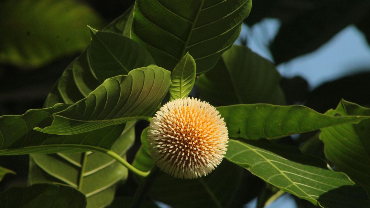 Kadam Tree Is Treasure Trove Beauty And Health And Also Plays A Major Role In Protecting Environment