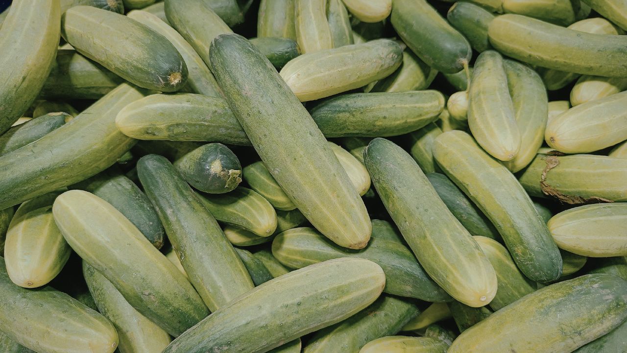 Demand For Foreign Cucumbers Increased Summer Farmers Earn Good Profits By Adopting Right Technology