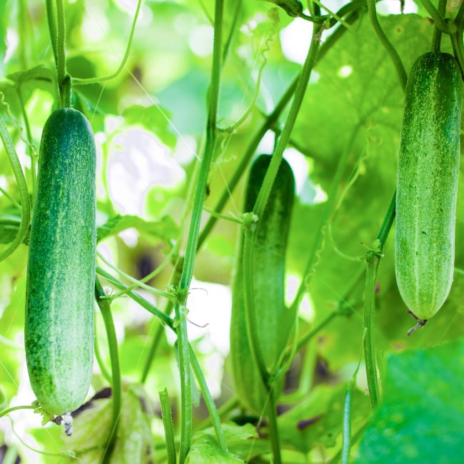 Exotic Cucumber Farming, Protected Cultivation, Net House Farming, Vegetable Farming India