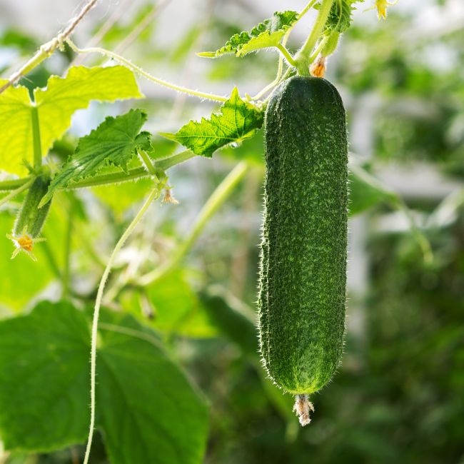 Exotic Cucumber Farming, Protected Cultivation, Net House Farming, Vegetable Farming India