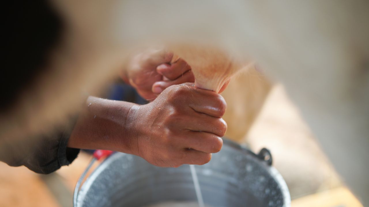 Do Animals Reduce Their Milk Production Due Fear Loud Noise Firecrackers A Veterinarian Explains Key Reason