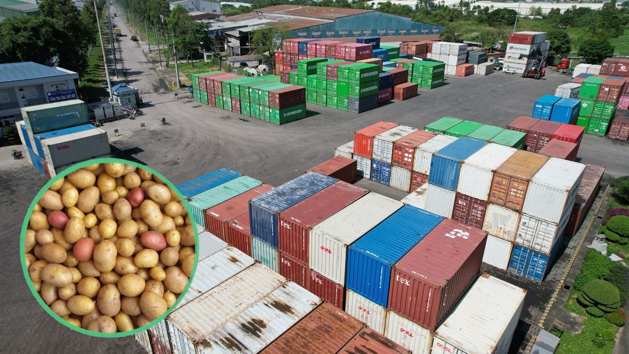 Sadabad Potatoes Earned International Recognition With 41840 Packets Shipped Russia First Time Ensuring Better Prices Farmers