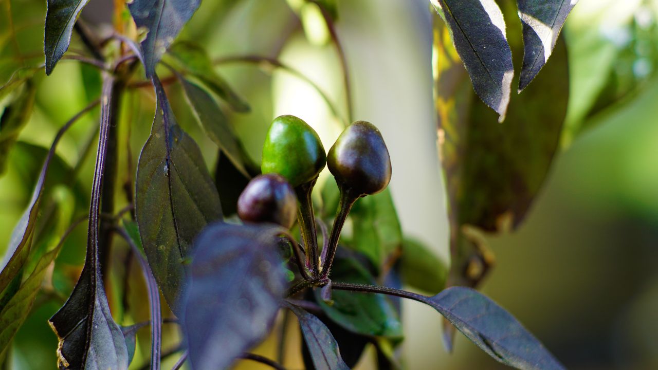 Cultivate Capsicum Using Technology Good Market Prices Can Increase Farmers Income