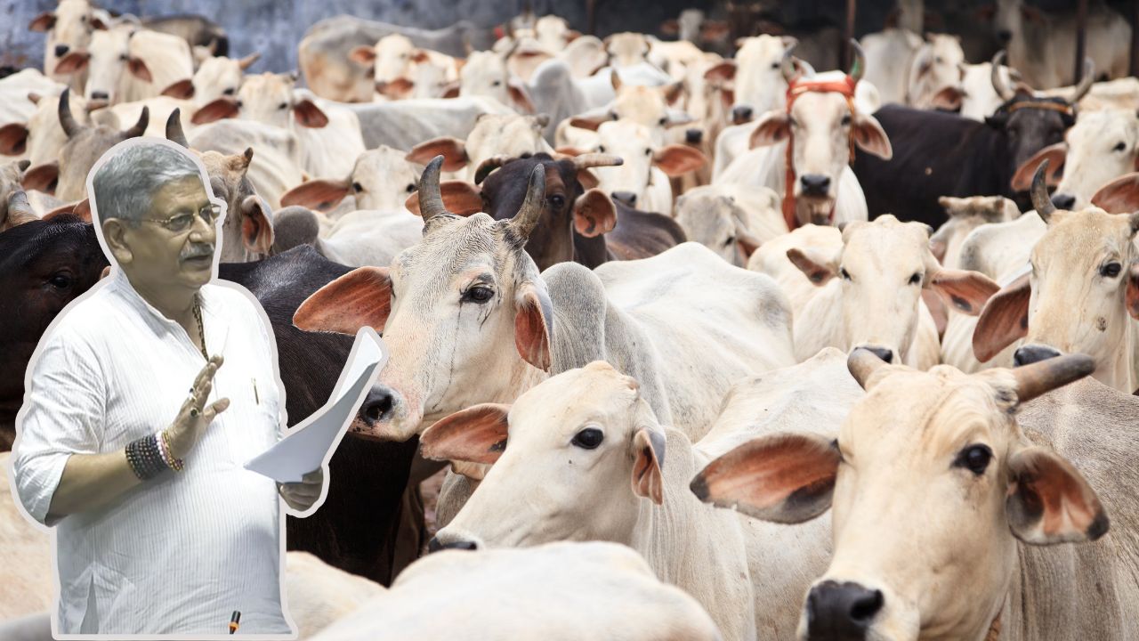 Indigenous Cows Increase Farmers Income A2 Milk And New Technology Change Face Village