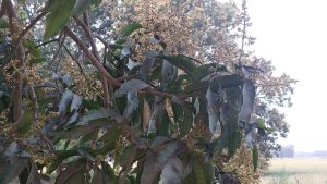 आम की फसल पर सफेद फंगस का खतरा, 70 फीसदी तक हो सकता है नुकसान.. करें इस दवा का छिड़काव