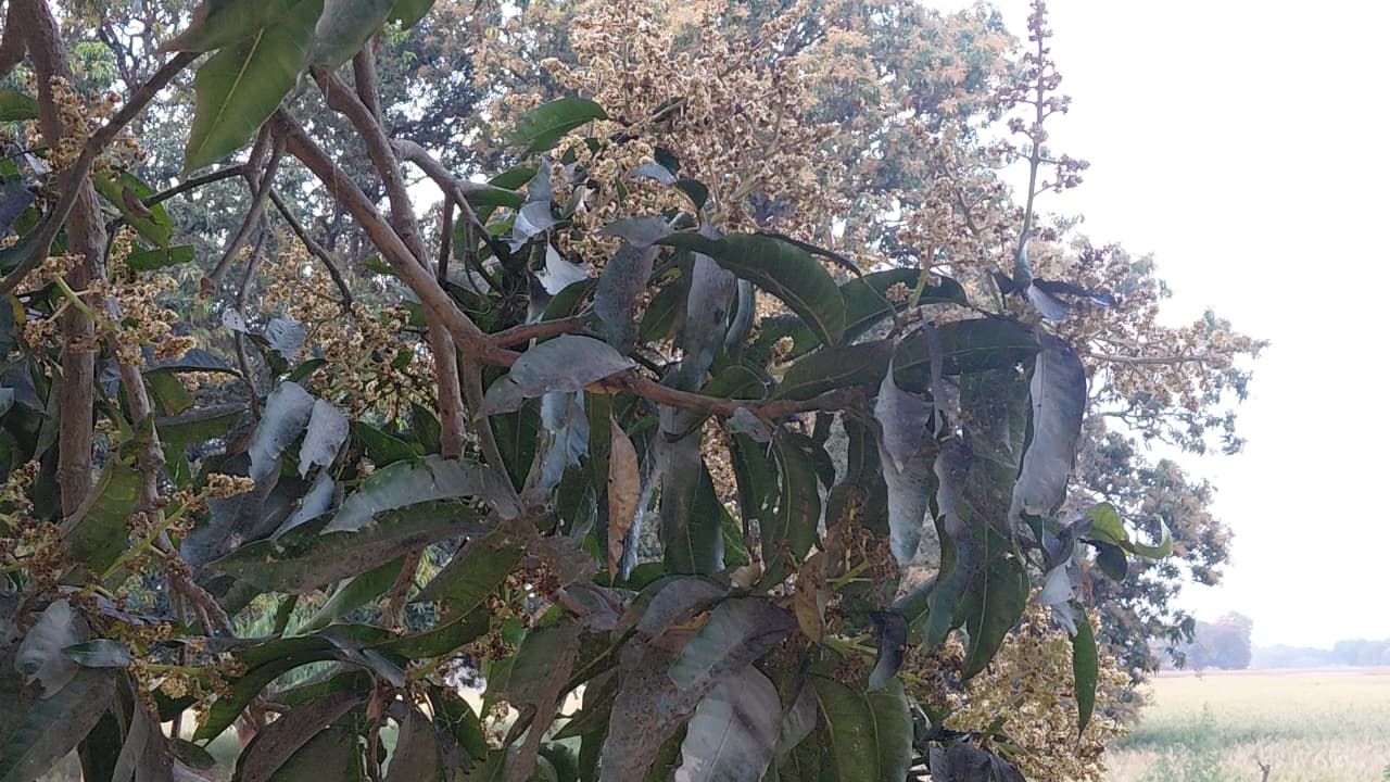 White Fungus Threatens Mango Crops Spray On Time Otherwise Losses Up To 70 Percent