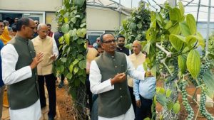 काली मिर्च की खेती करने का बदला तरीका.. नई तकनीक से बढ़ेगा उत्पादन, किसानों की बंपर कमाई