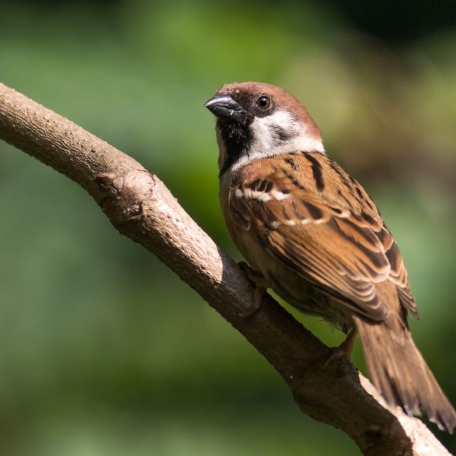 World Sparrow Day, Sparrow Conservation, Environment Awareness, Bird Protection, Biodiversity, Save Sparrow
