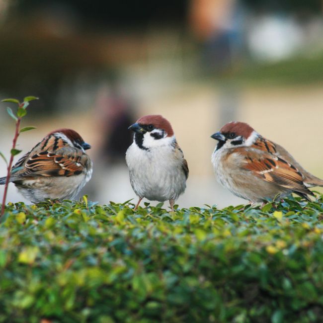 World Sparrow Day, Sparrow Conservation, Environment Awareness, Bird Protection, Biodiversity, Save Sparrow