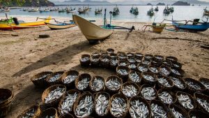 मछुआरों को पहले की दर पर ही मिलेगा डीजल, केंद्र ने कीमत में 22.43 रुपये लीटर की बढ़ोतरी वापस ली