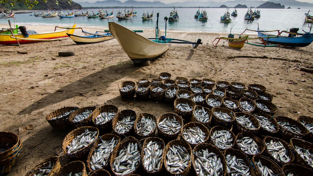 Fishermen Fortunes Change With Major Government Schemes Boosting Income And Opening Up New Avenues Employment