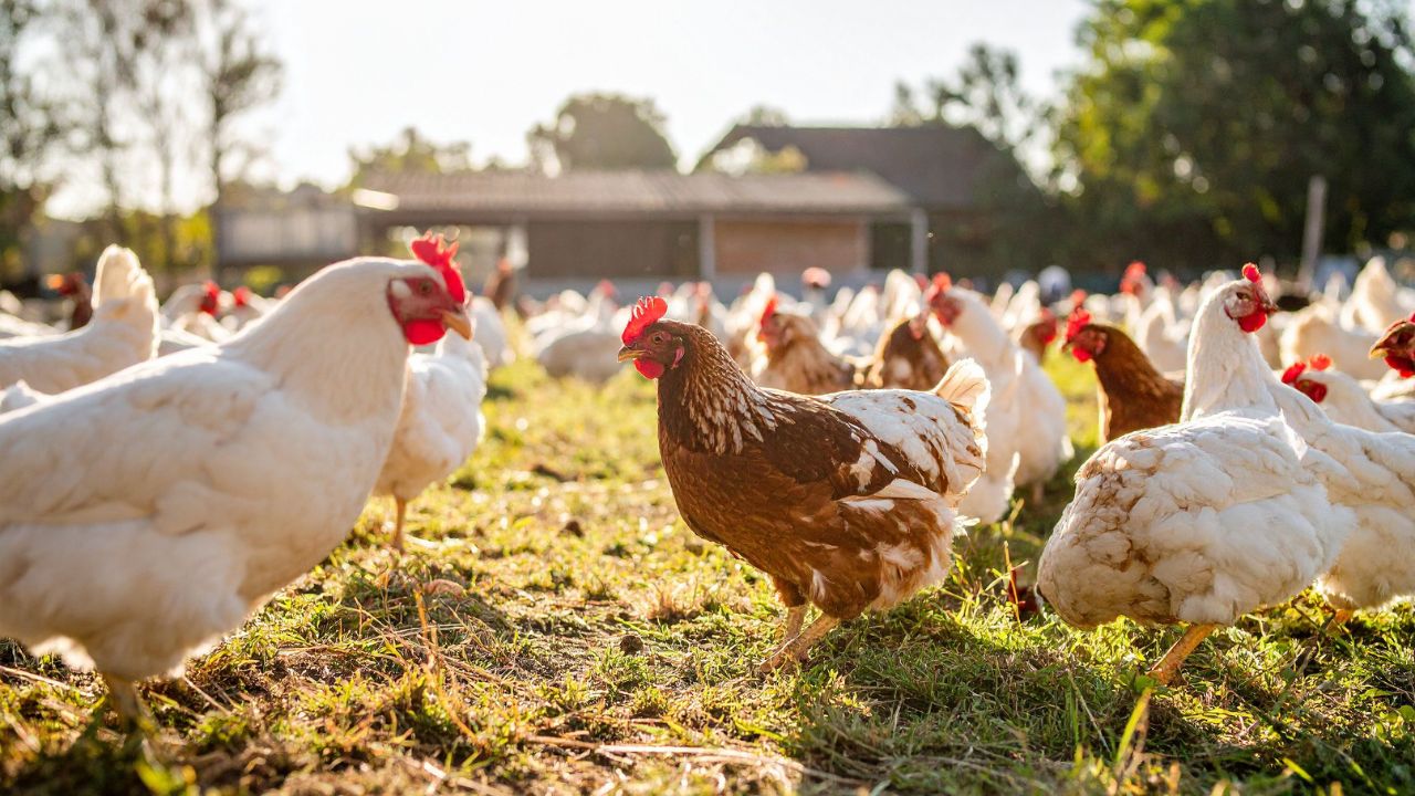 Proper Care Chickens In Summer Increase Egg Production An Easy Solution Farmers And Big Profit