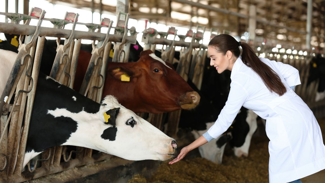 Smart Technologies Transform Animal Husbandry More Female Calves Better Breeds And Milk Production